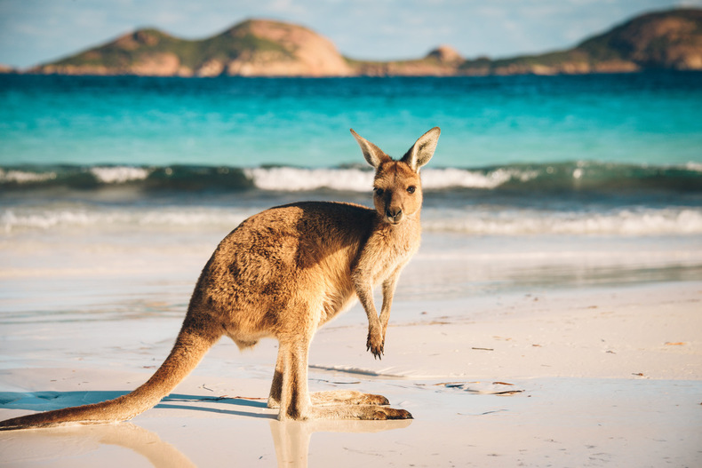 Kangaroos, Australia (1)